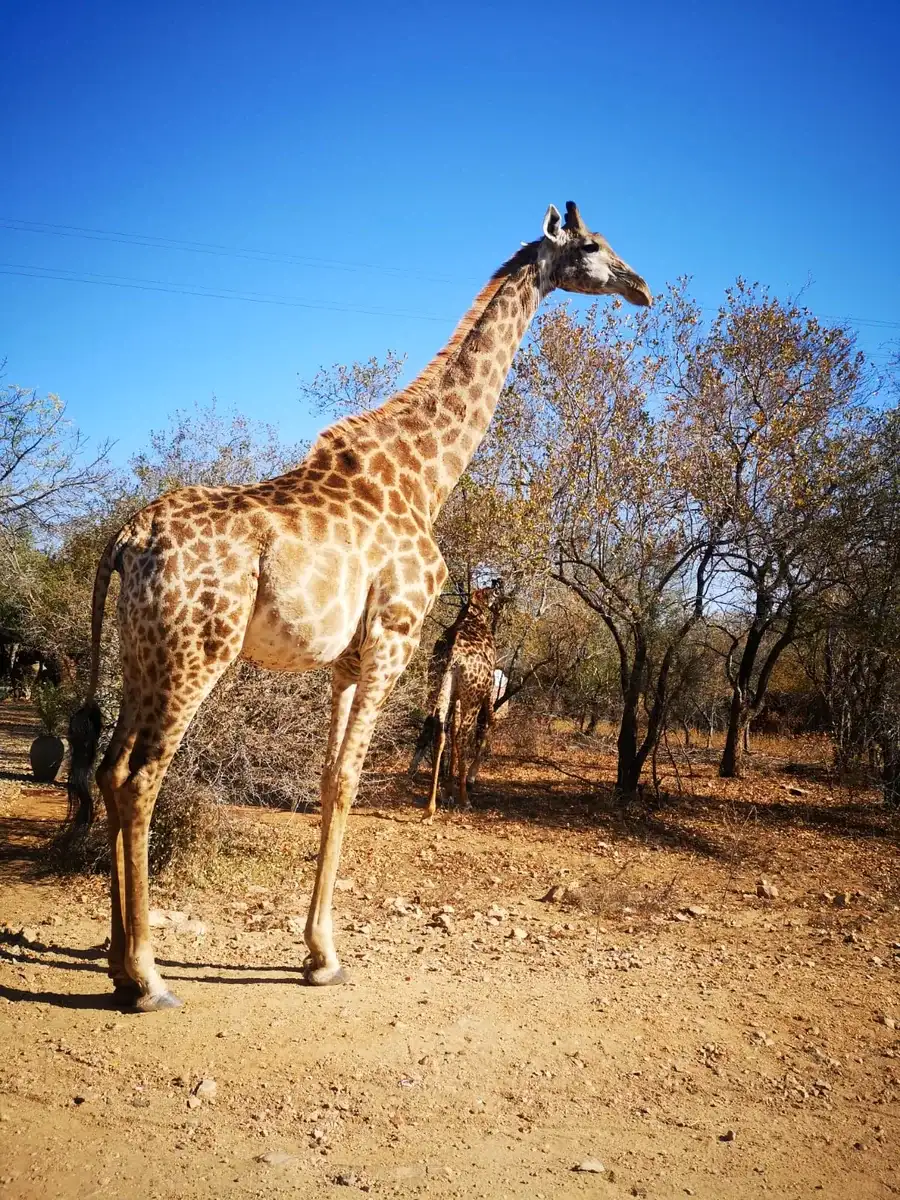 Giraffe standing beneath a clear blue winter sky in Marloth Park