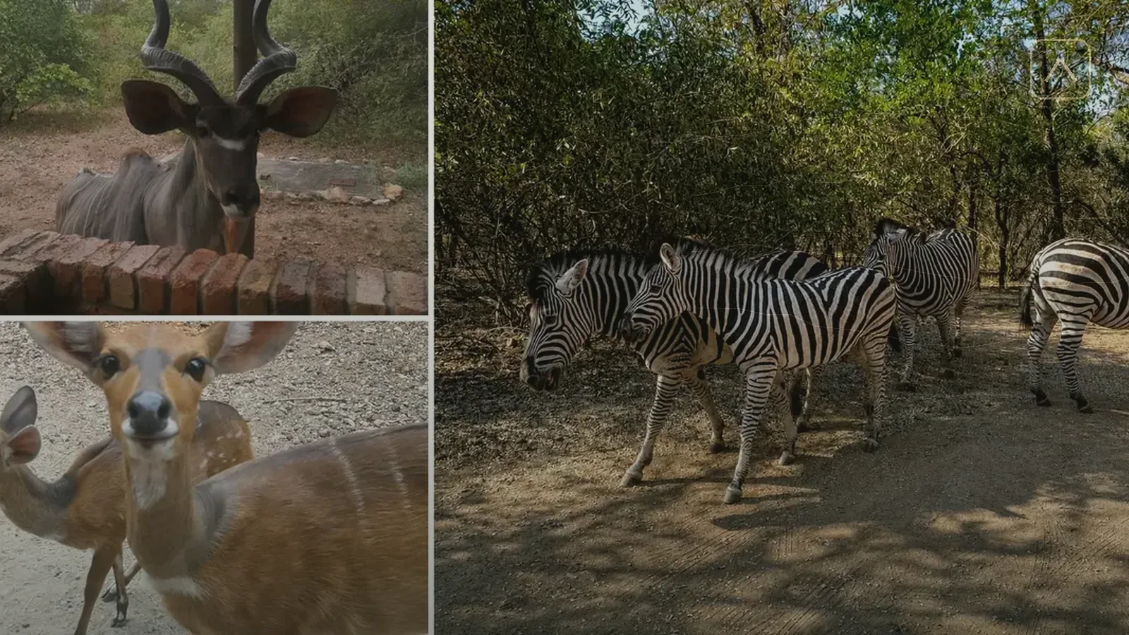 Elephants and other wildlife seen during a southern Kruger safari