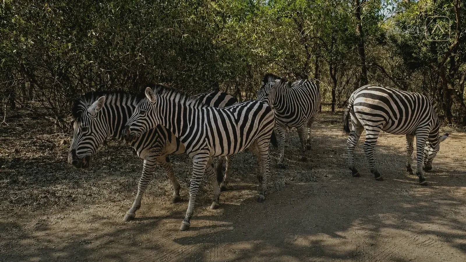 Marloth Park road with wildlife reminding visitors to drive slowly and plan carefully