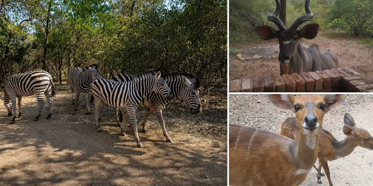 Zebra, kudu and bushbuck around Marloth Park accommodation