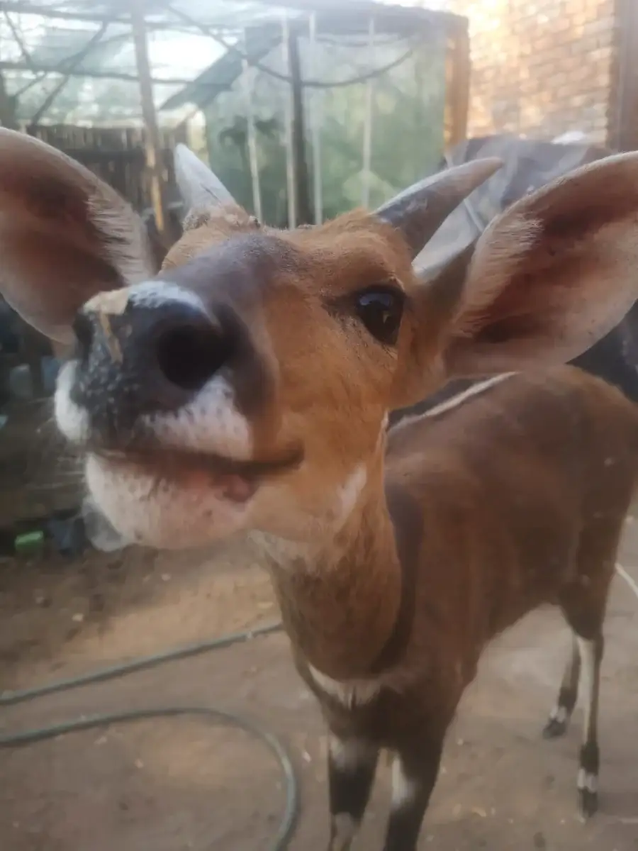 Bushbuck close to a Marloth Park home