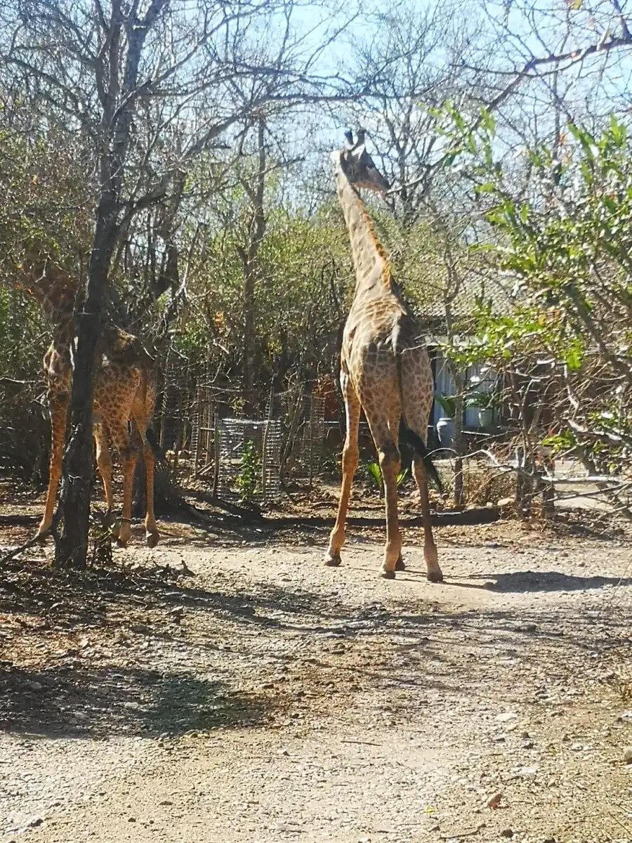 Giraffes walking between homes in Marloth Park