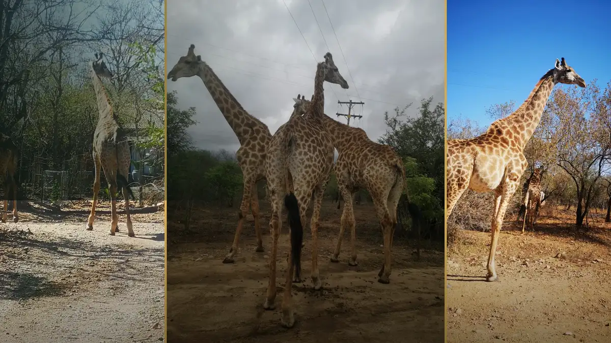 A herd of giraffes moving through Marloth Park
