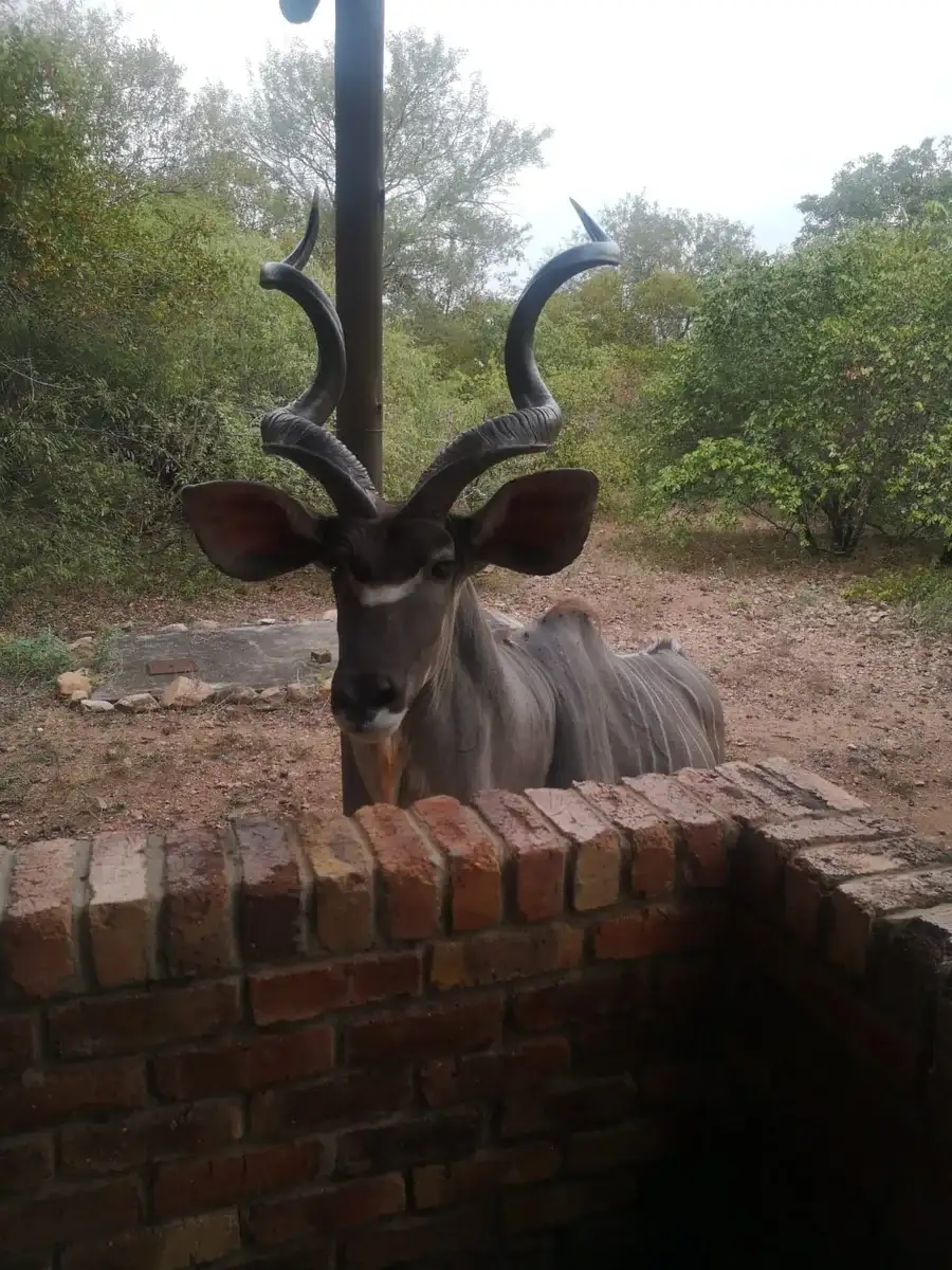 Greater kudu standing beside a Marloth Park home