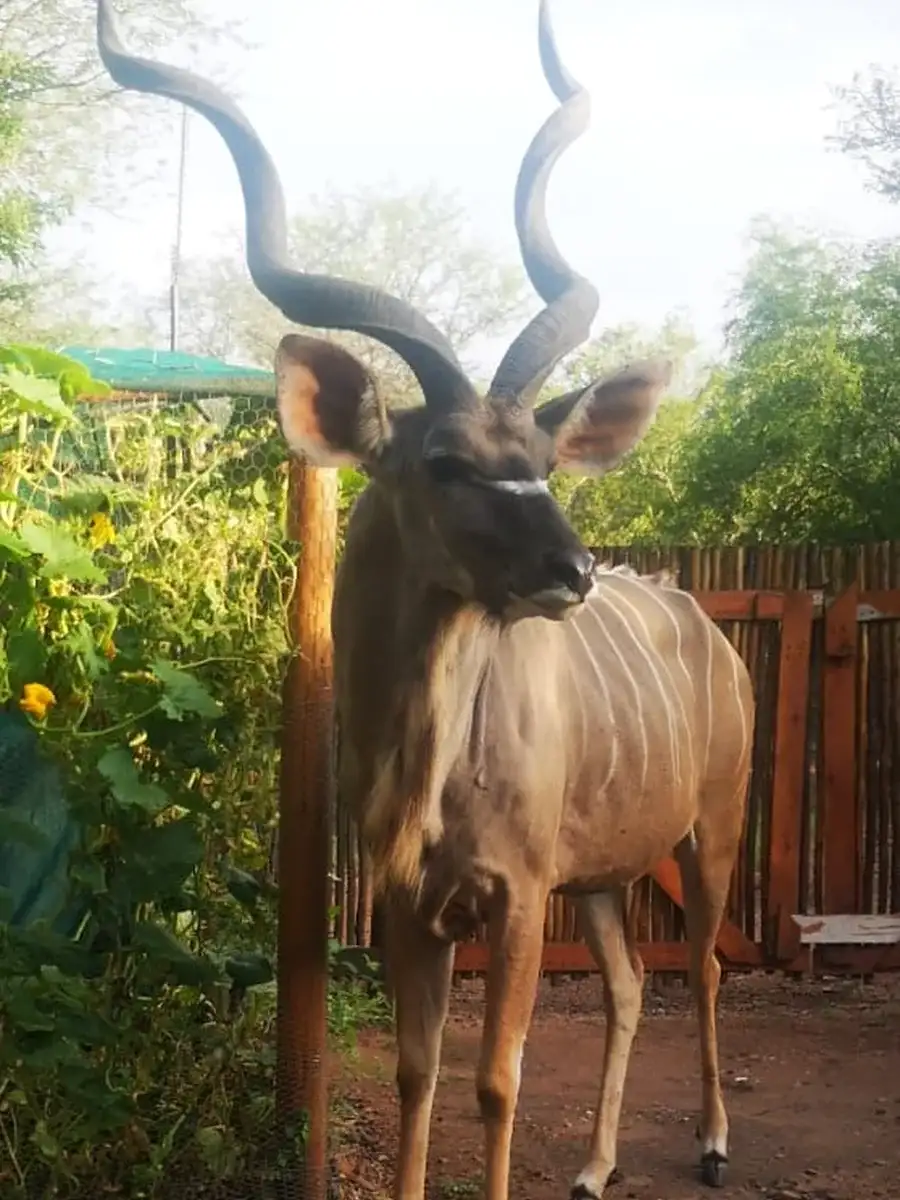 Greater kudu portrait in Marloth Park