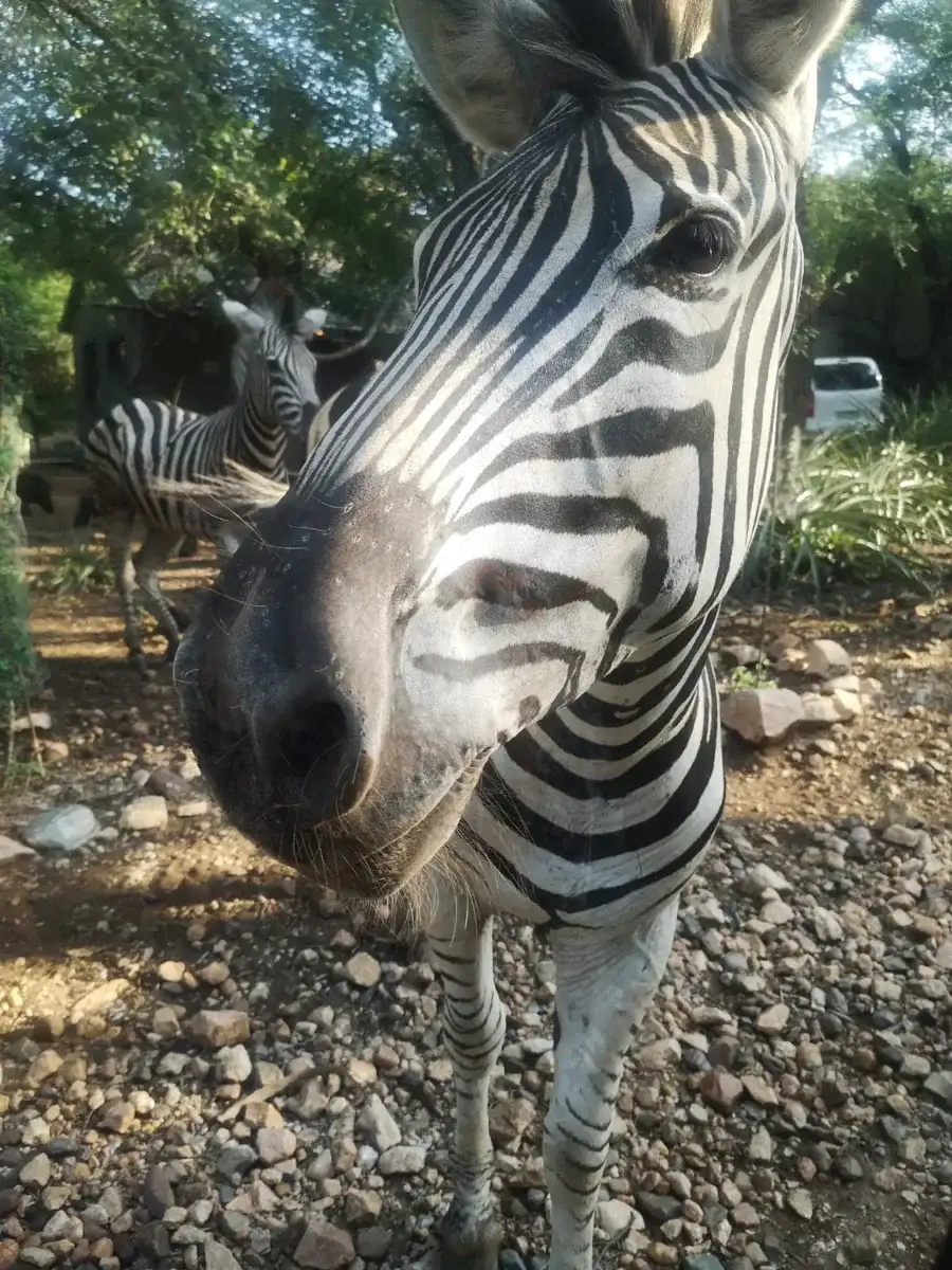 Zebra standing close to a Marloth Park home