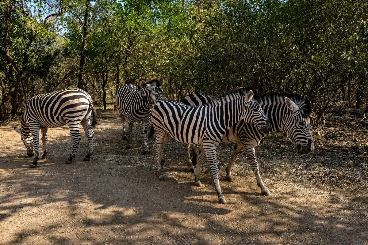 Zebra herd representing southern Kruger wildlife routes