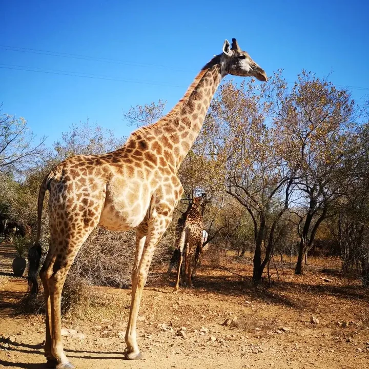 Giraffe