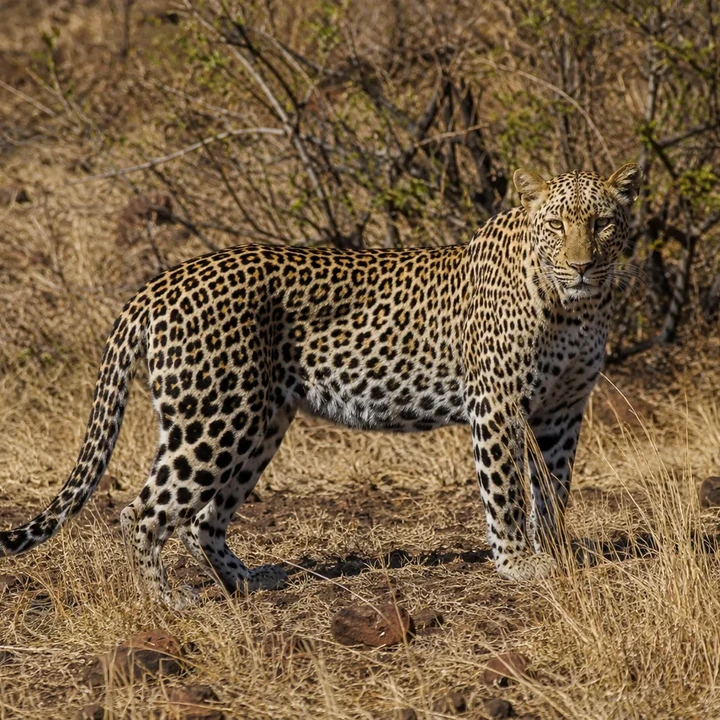 Leopard
