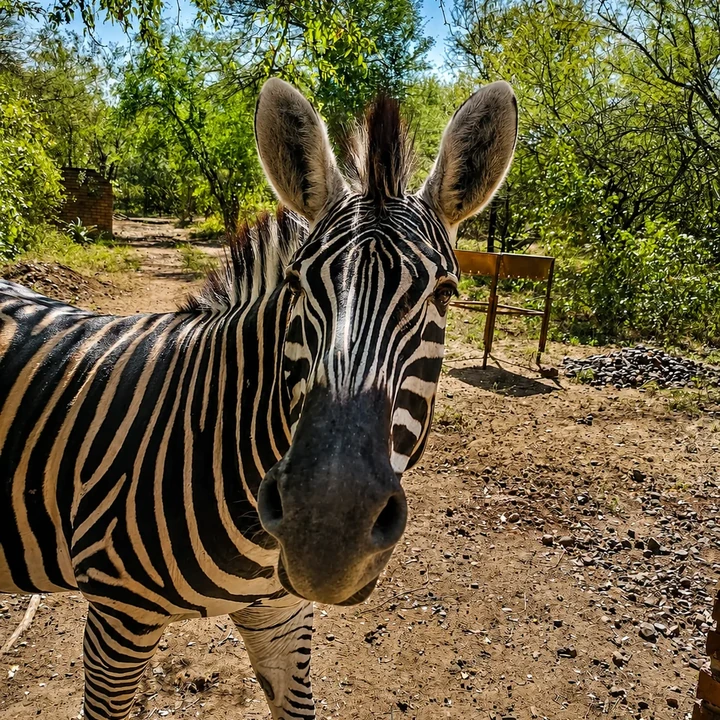 Zebra