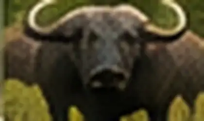 African buffalo in Southern Kruger