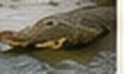 Nile crocodile at a Lowveld river