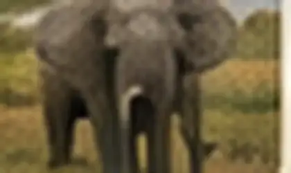 African savanna elephant in Kruger bushveld