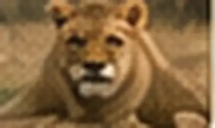 Lion resting in Southern Kruger