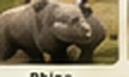 White rhinoceros in Southern Kruger