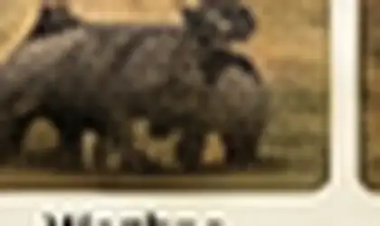 Common warthog in Lowveld grassland