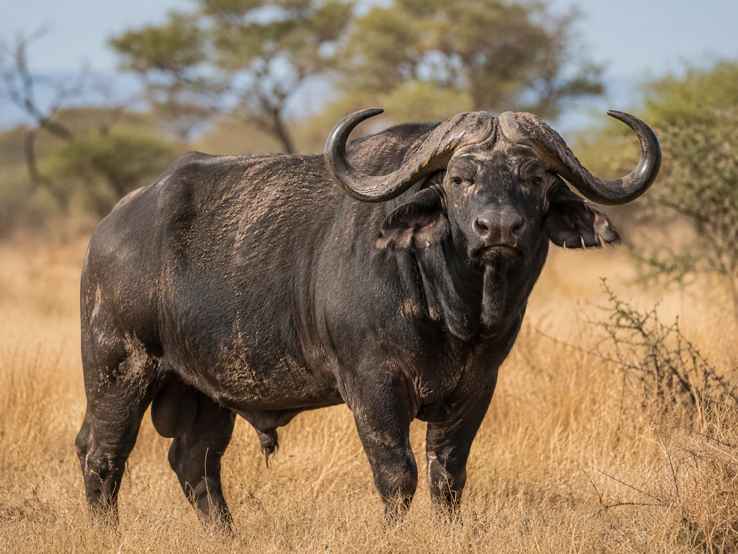 African buffalo in Southern Kruger