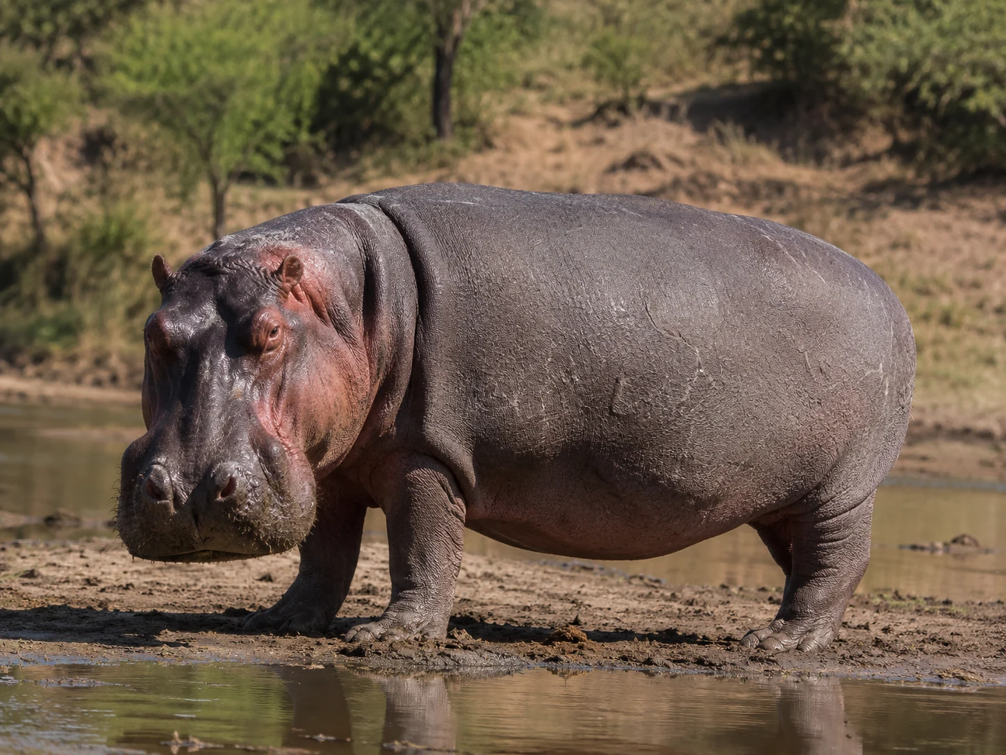 Hippopotamus in a Lowveld river