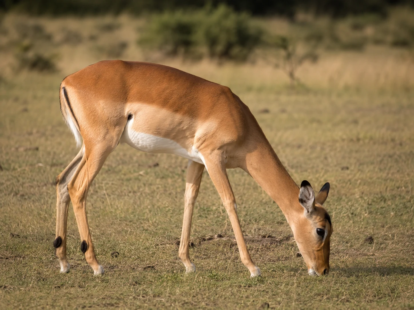 Impala standing in Lowveld bushveld