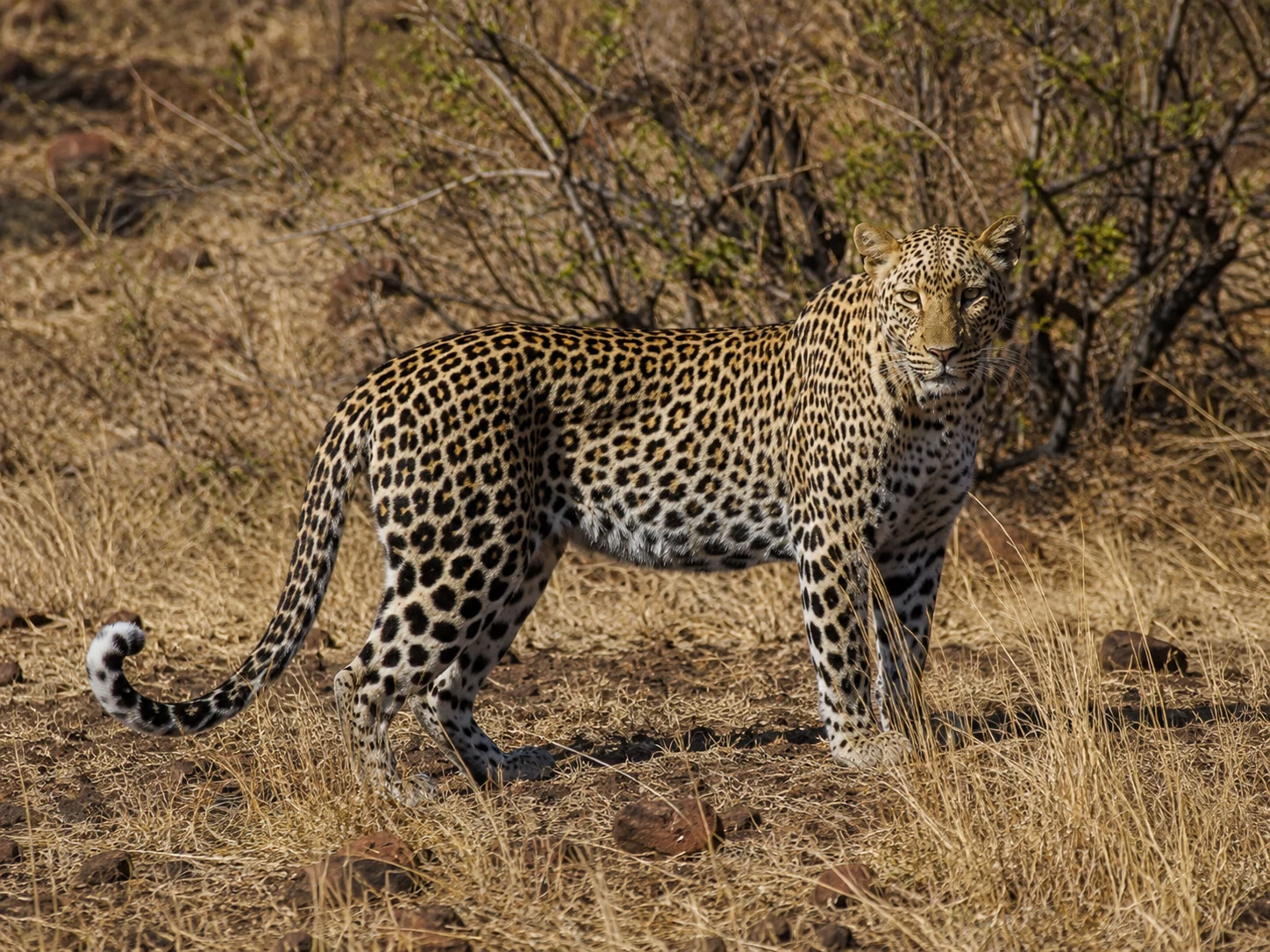 Leopard in Southern Kruger woodland