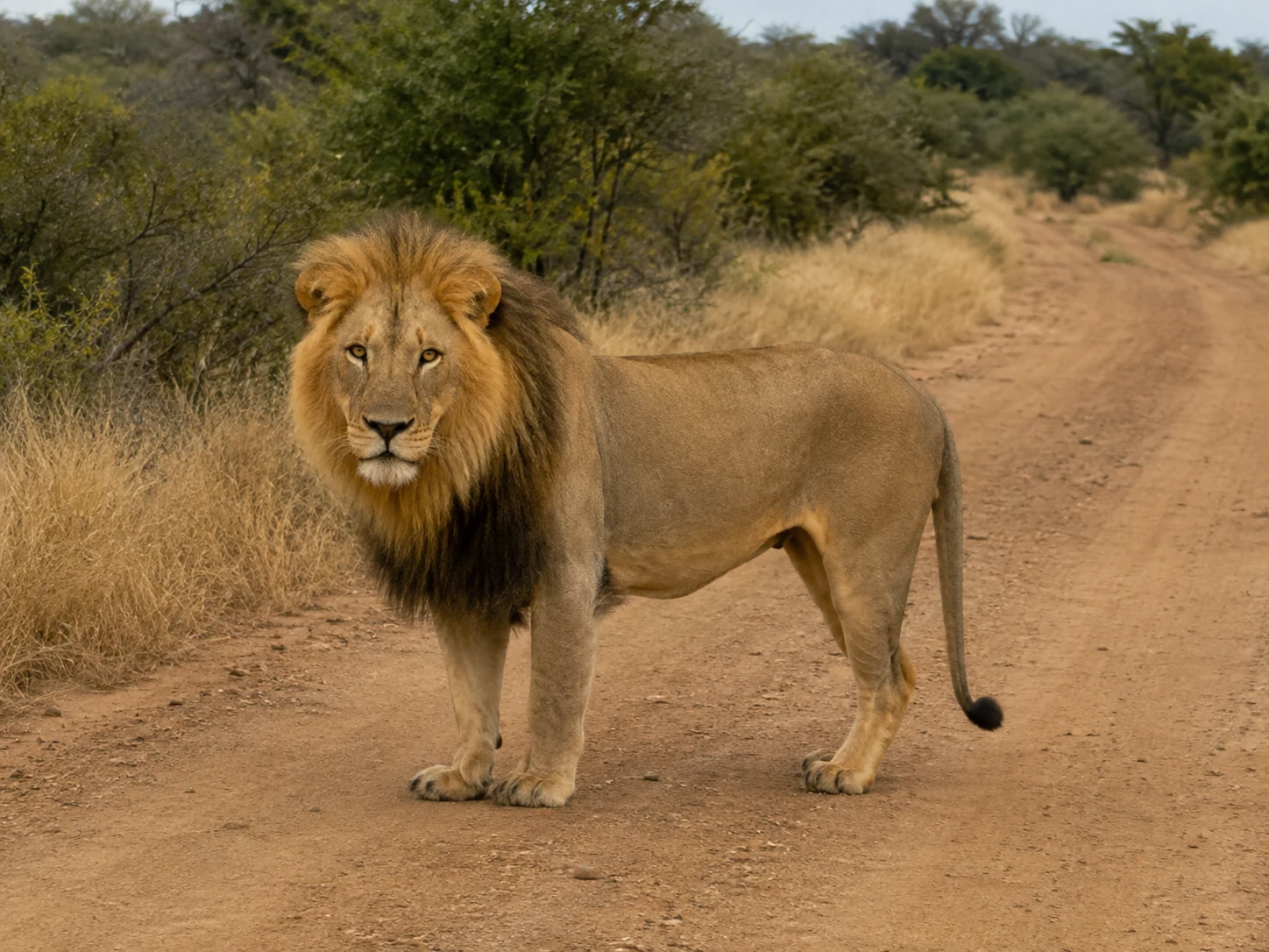 Lion resting in Southern Kruger