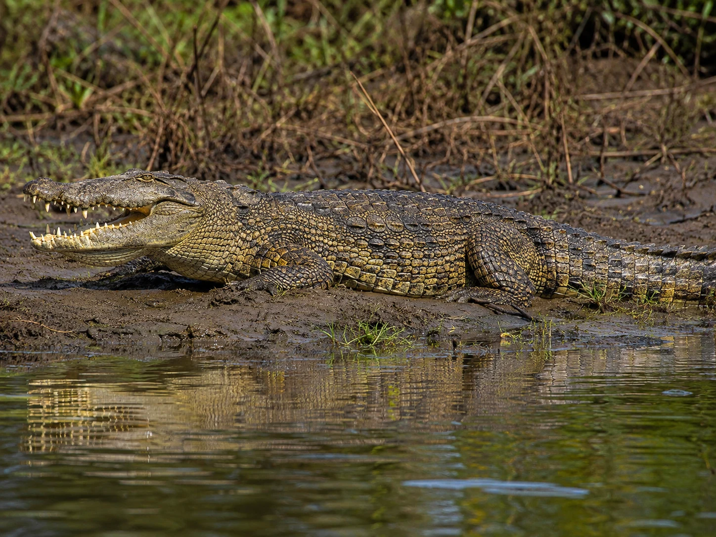 Nile crocodile at a Lowveld river