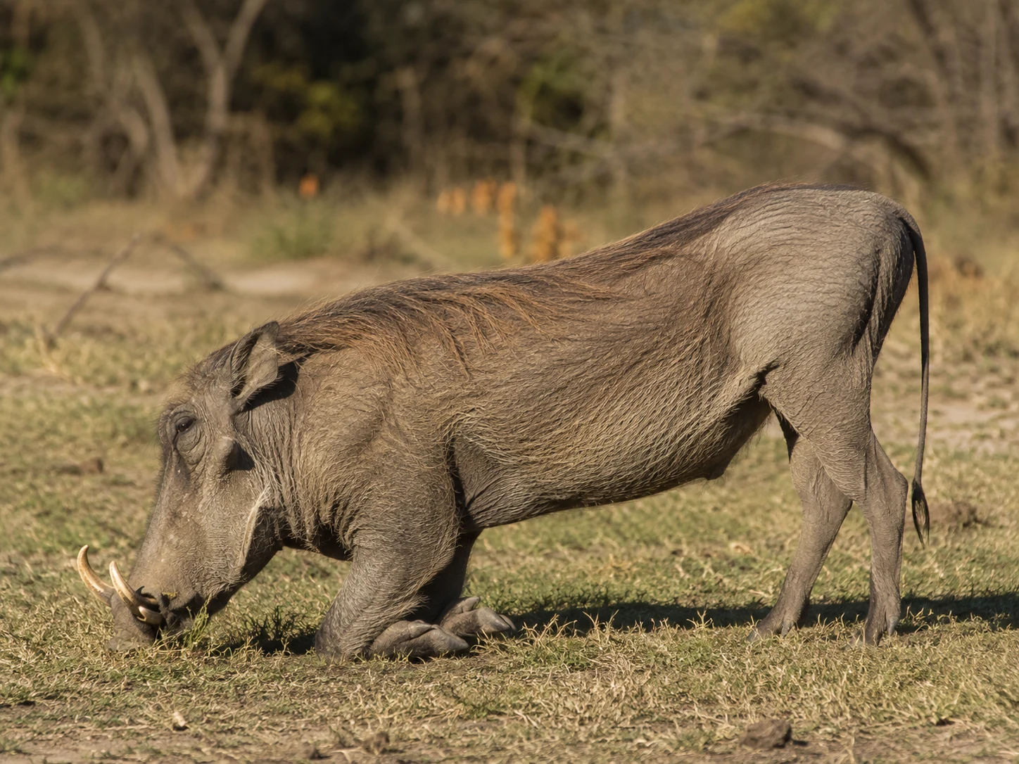 Common warthog in Lowveld grassland