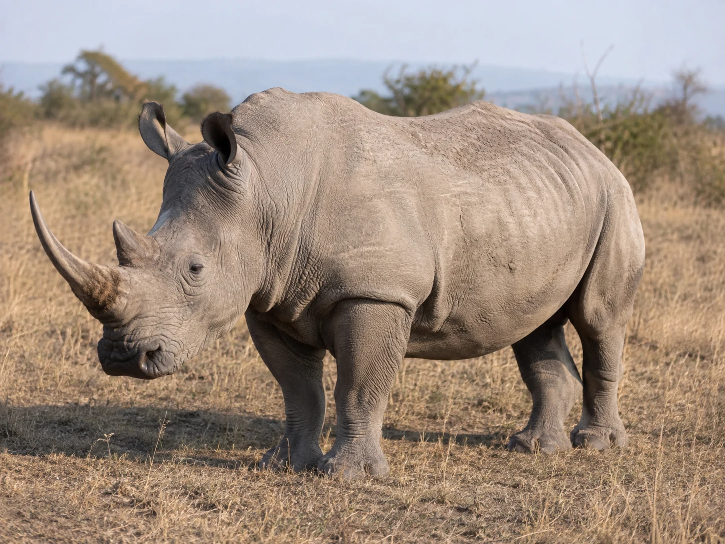 White rhinoceros in Southern Kruger
